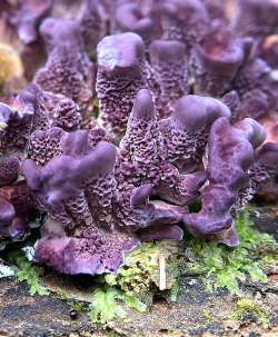 Violet toothed polypore Photo: Kirk Gentalen