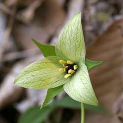 Purple trillium Photo: Charlie Schwarz