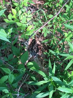 Woodcocks Photo: Alex Barrett