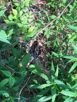 Woodcocks Photo: Alex Barrett
