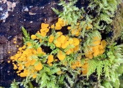 Yellow fairy cups Photo: Karinne Heise