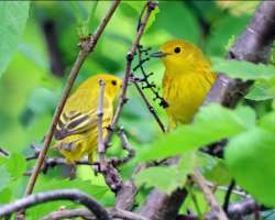 Yellow warblers Photo: Sheri Larsen