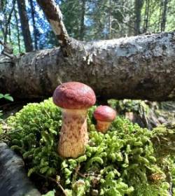 Painted boletes Photo: Bekky Honkala