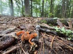 Red eft Photo: Tracy Jones