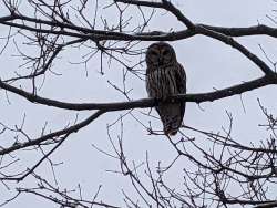 Barred owl Photo: Keith Ross