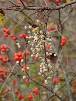 Sumac Photo: Tami Gingrich