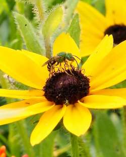 Sweat bee Photo: Ross Lanius