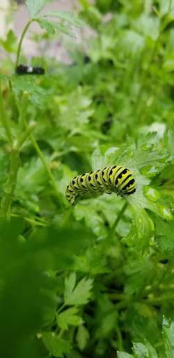 Swallowtail caterpillar Photo: Robert Becker