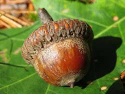 Acorn Photo: Chantal Caron