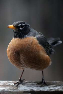 American robin Photo: Jen Weimer