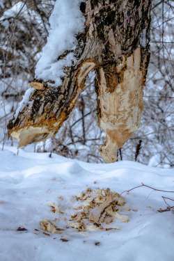 Beaver tree Photo: John Snell