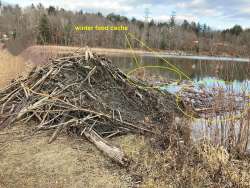 Beaver lodge Photo: Jane Kolias