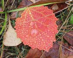 Bigtooth aspen Photo: Sue Mayotte