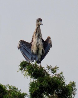 Black crowned heron Photo: Ross Lanius