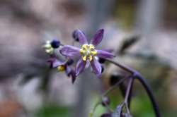 Blue cohosh Photo: Jennifer Smith