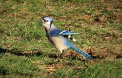 Blue jay Photo: Deb Clough