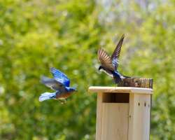 Bluebirds Photo: Ross Lanius