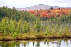 Boggy forest Photo: Tom Grett