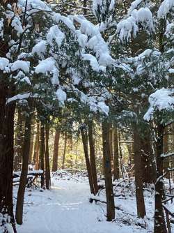 Forest light Photo: Sharon Bombard