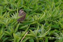 Cardinals Photo: Eric D'Aleo