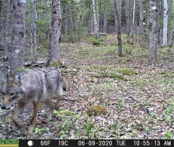 Coyote Photo: Ed Baum