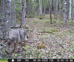 Coyote Photo: Ed Baum