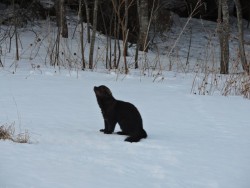 Curious Fisher Photo: Harriet Szanto