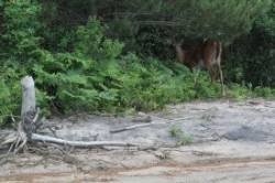 Deer Lake Photo: John Blaser