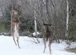 Deer yard Photo: Anthony Brainerd