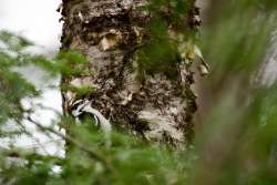 Woodpecker Photo: Benjamin Wymer