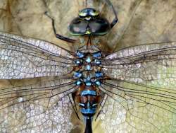 Dragonfly Photo: Frank Kaczmarek