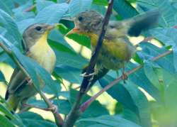 Baby birds Photo: Karinne Heise