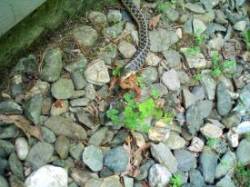 Garter snake snack Photo: Theodore C La Montagne
