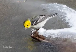 34_hermit_warbler_sophie.jpg
