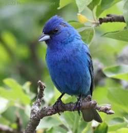 Indigo bunting Photo: Peter Hollinger