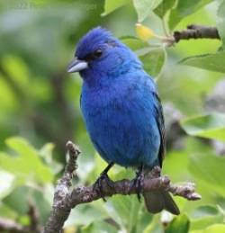 Indigo bunting Photo: Peter Hollinger