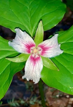 Trillium Photo: Jane Schlossberg