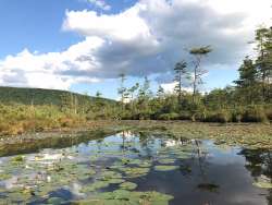 labrador pond Photo: Margie Manthey