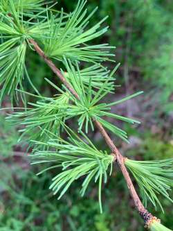 Larch spring Photo: Prudence Wholey