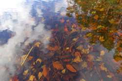 Leaves clouds Photo: John Blaser