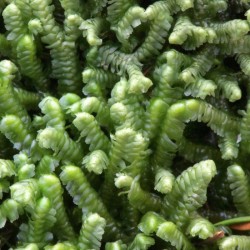 Liverwort Photo: AM Dannis