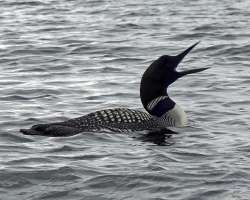 Loon Photo: Sheri Larsen