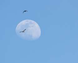 Mallard moon Photo: Andrei Burnin