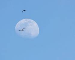 Mallard moon Photo: Andrei Burnin