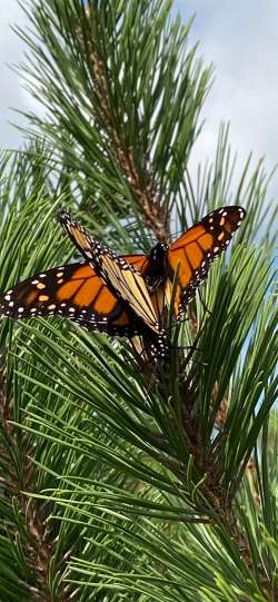 Mating monarchs Photo: Sharon Riley