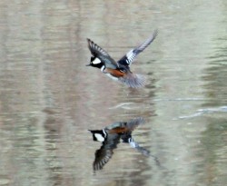Hooded merganser Photo: Marion Simao