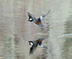 Hooded merganser Photo: Marion Simao