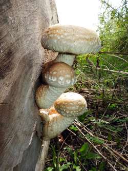 Mushrooms Photo: Nanci McCraine