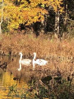 Swans Photo: Liz O’Rourke