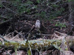 34_owl_on_spiky_tree_sm.jpg